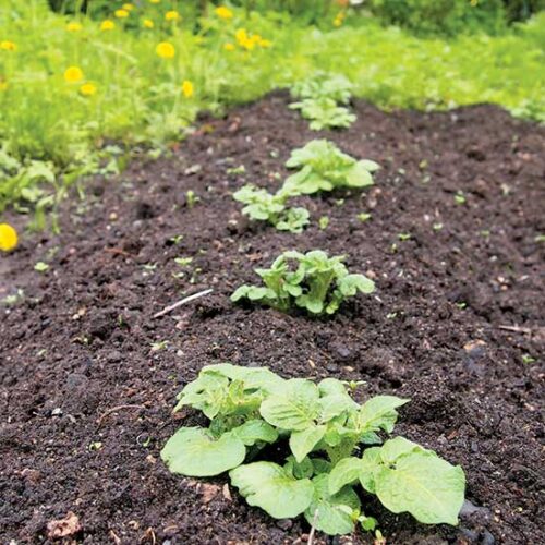 What Type of Soil Do You Have?